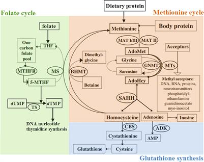 Inborn Errors of Metabolism Associated With Autism Spectrum Disorders: Approaches to Intervention